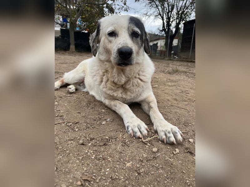 Katia- Senior-Hund sucht endlich Sicherheit und Liebe
