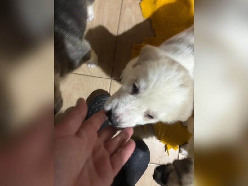 Hiro - liebevoller Welpe sucht sein Zuhause