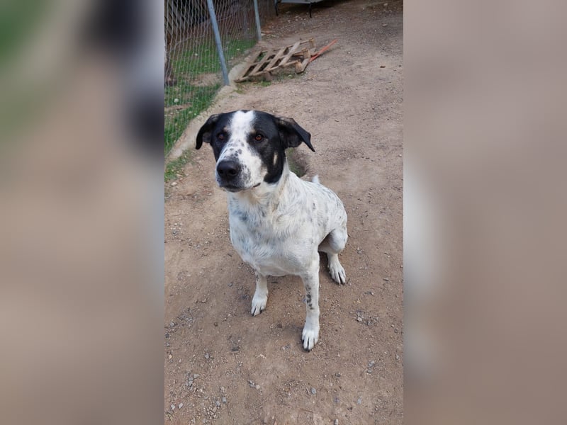 Toller Familienhund Adam sucht seine Familie