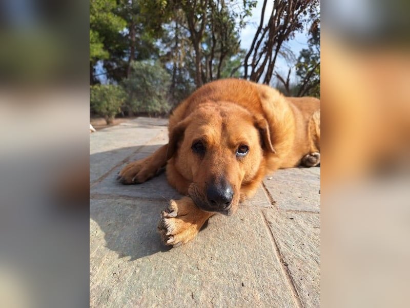 Zeus - tapferer Rüde sucht sein Für-immer-Zuhause