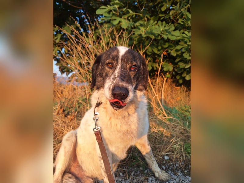 Treuer Hundesenior Tim