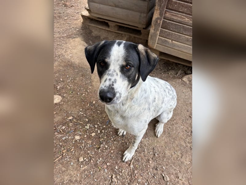 Toller Familienhund Adam sucht seine Familie