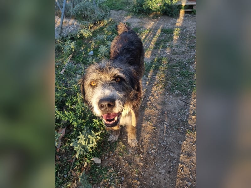 Pierro: Ein ganz besonderer Hund