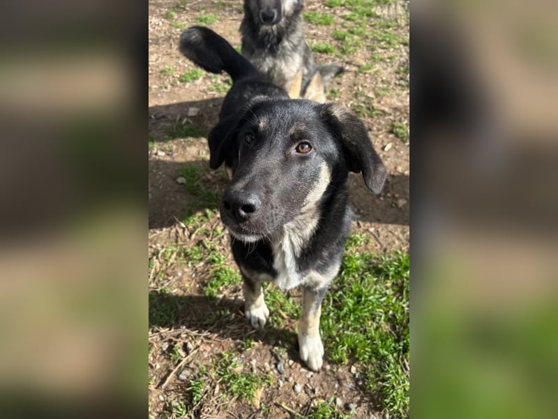 Neugierige Junghündin Millie möchte die Welt entdecken