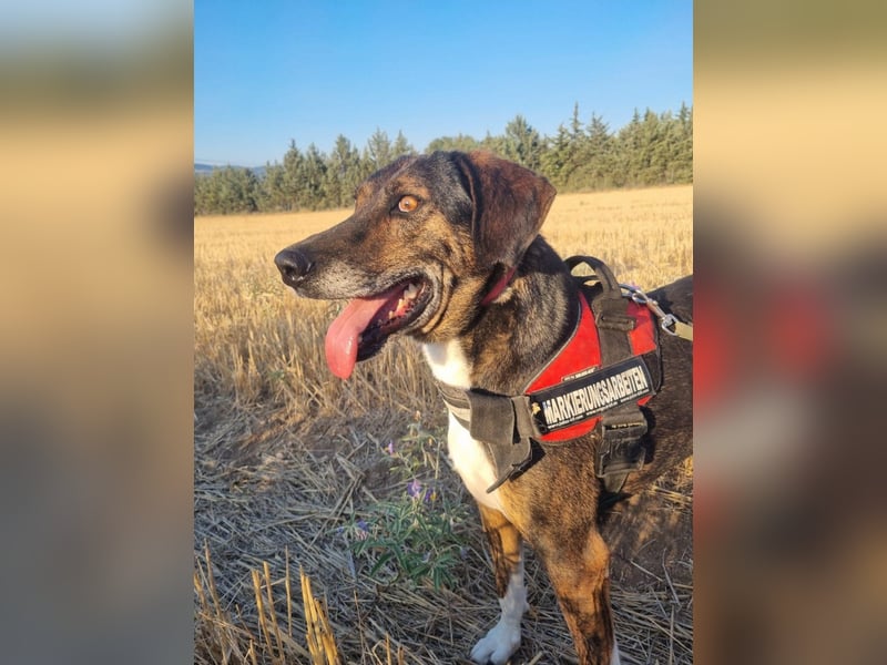 Toller Familienhund Samu