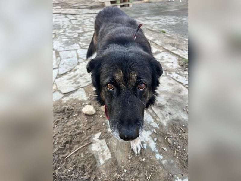 Liebevolle Hunde-Omi Funny