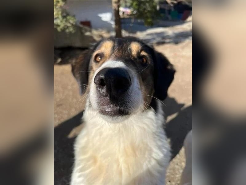 Piper - Lebensfrohe Hündin sucht ihr Zuhause!