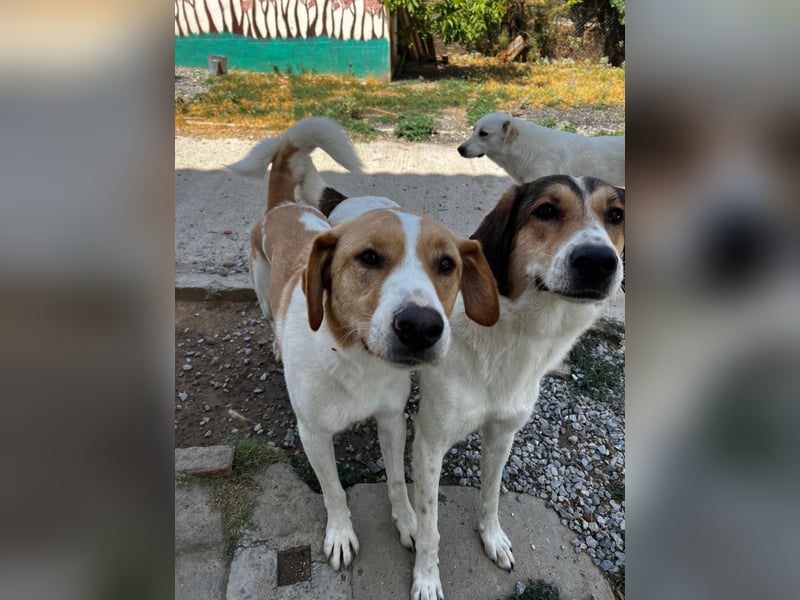 Karmen- Sensible und verschmuste Hündin