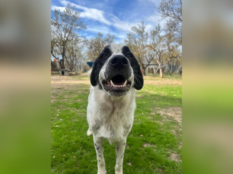 Apollo - sensibler Junghund möchte endlich ankommen