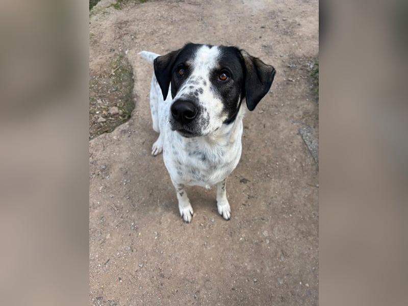 Toller Familienhund Adam sucht seine Familie