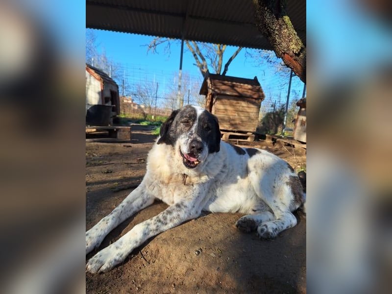 Treuer Hundesenior Tim