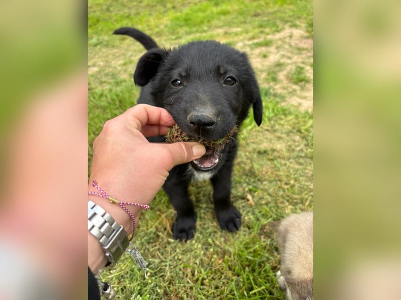 Verspielter Welpenjunge Vino sucht liebevolles Zuhause