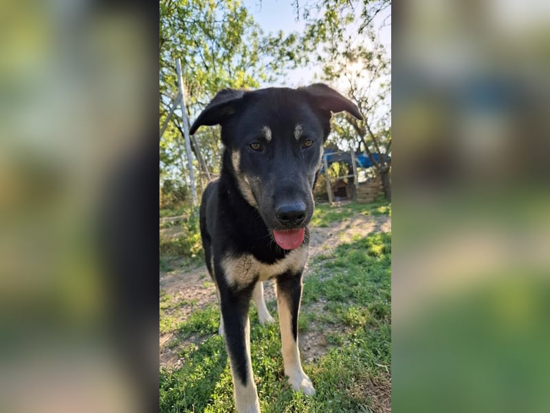 Sparky - sanfter Junghund sucht seine Menschen