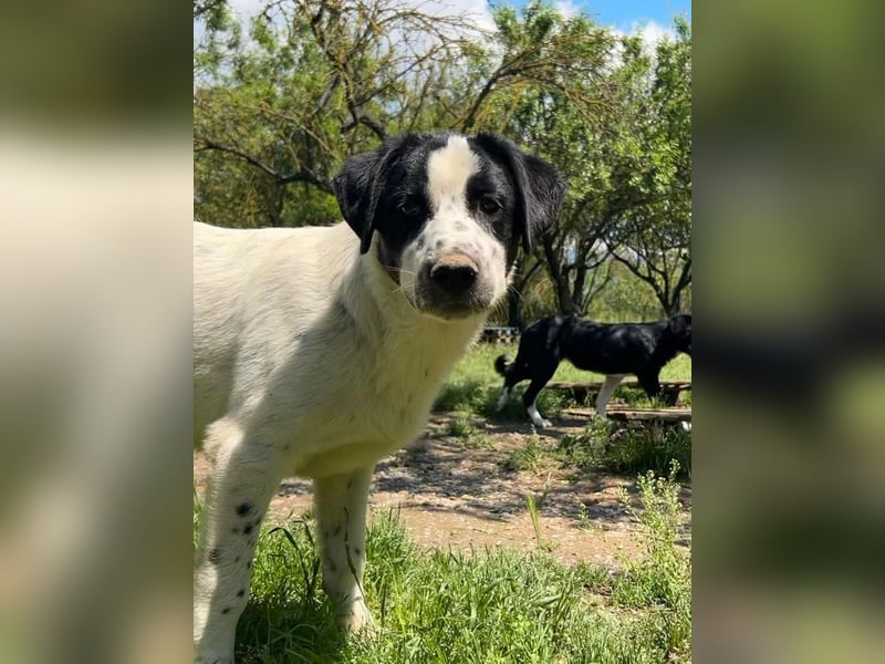 Wunderschöner, sensibler Apollo möchte endlich ankomen