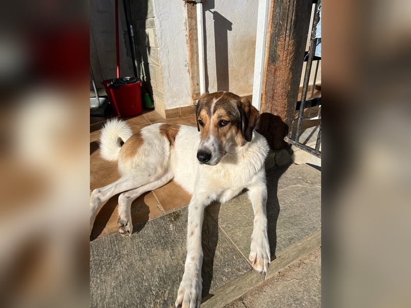 Karmen- Sensible und verschmuste Hündin