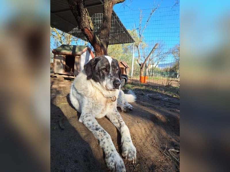 Treuer Hundesenior Tim