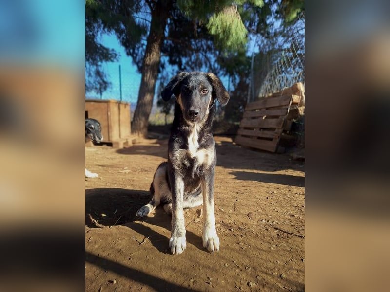 Neugierige Junghündin Millie möchte die Welt entdecken