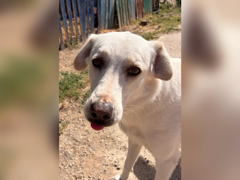 Chloe - mutige Hündin sucht ihre Menschen