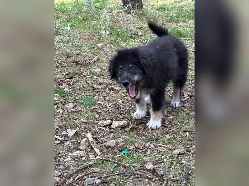 Niedlicher Welpe Nero