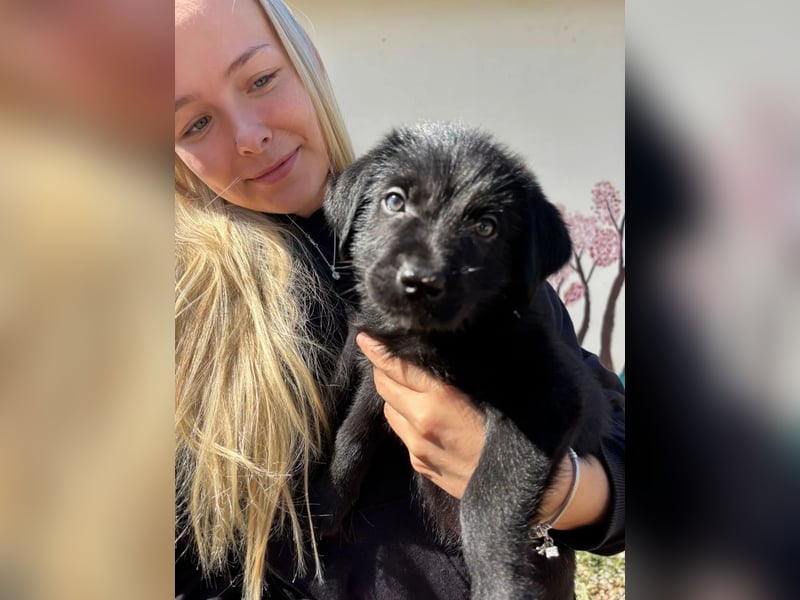 Zuckersüßer Welpe Jiji sucht sein Zuhause