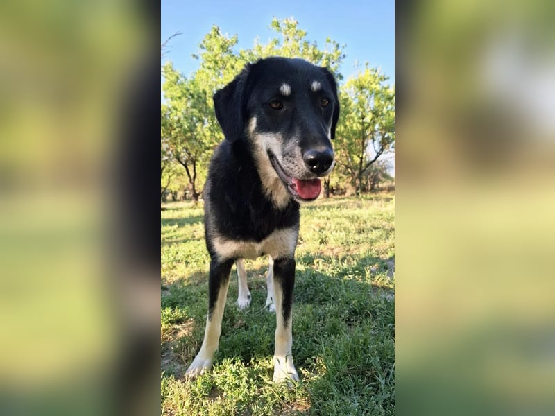 Ruhige Junghündin Poppy sucht liebevolles Zuhause