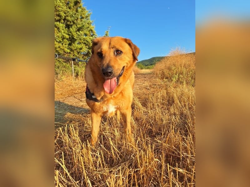 Zeus - tapferer Rüde sucht sein Für-immer-Zuhause