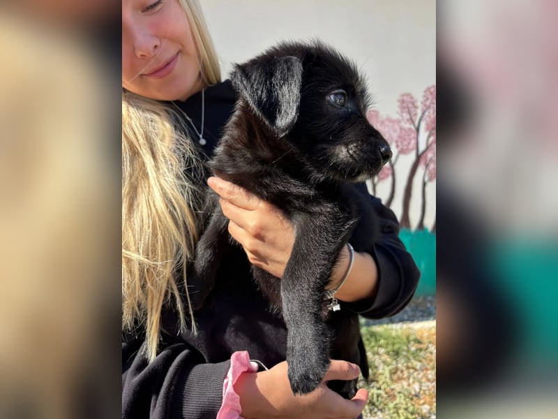 Zuckersüßer Welpe Jiji sucht sein Zuhause