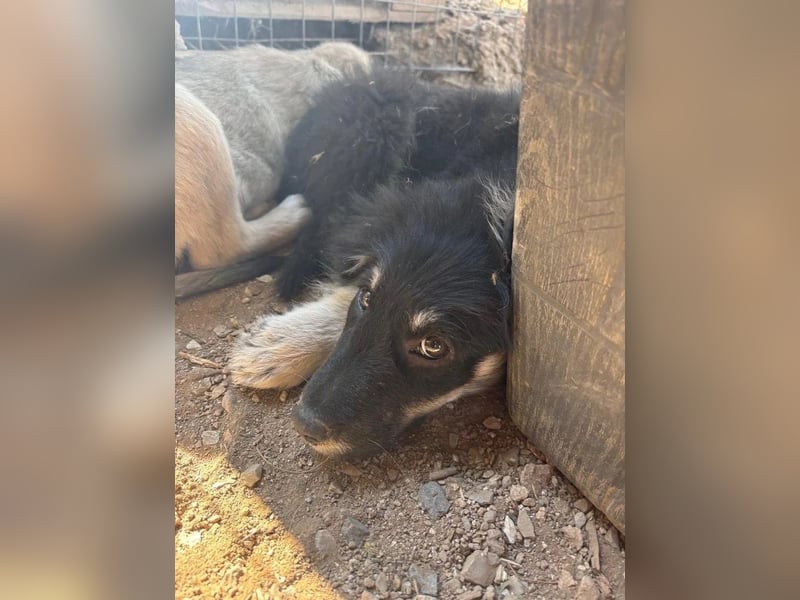 Niedlicher Welpe Nero