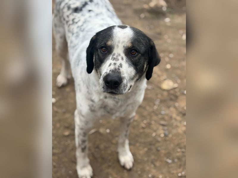 Familienhund Adam sucht sein Glück