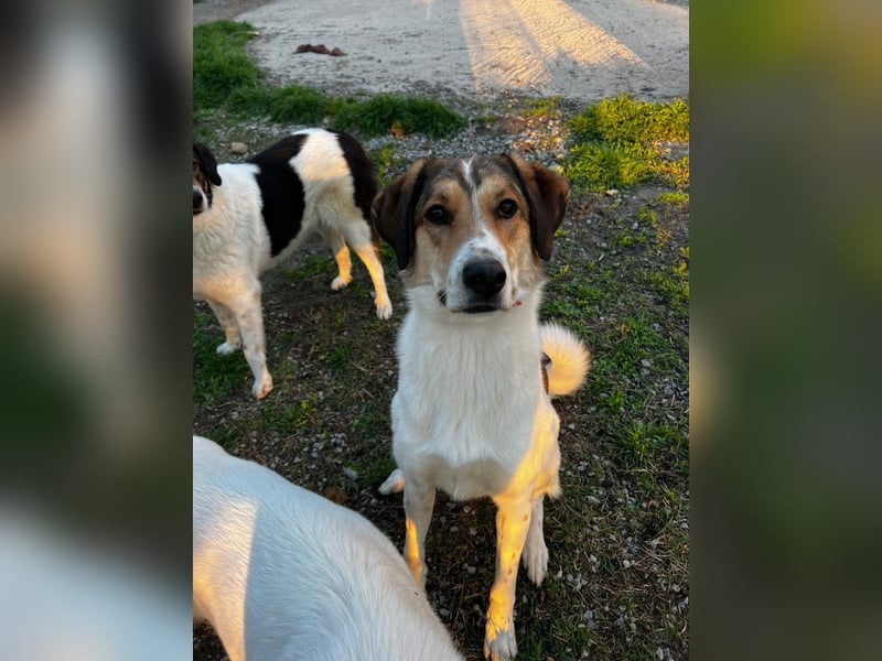 Karmen- Sensible und verschmuste Hündin