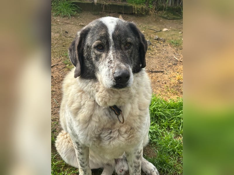 Treuer Hundesenior Tim