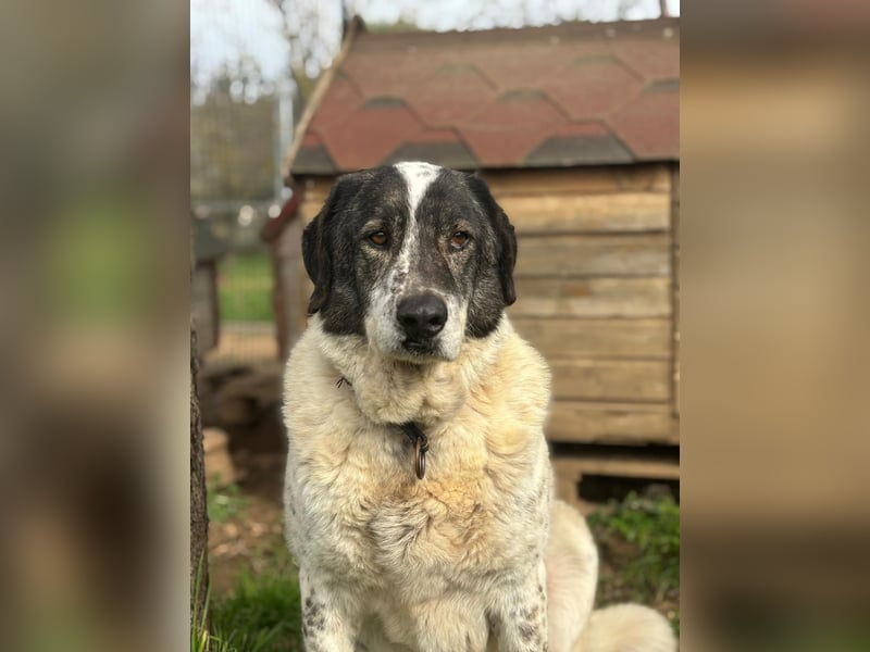 Treuer Hundesenior Tim