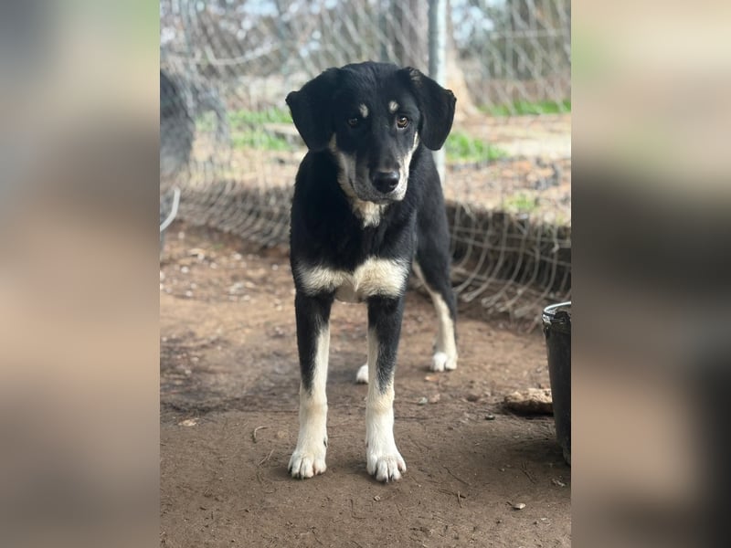 Zuckersüße Poppy sucht liebevolles Zuhause