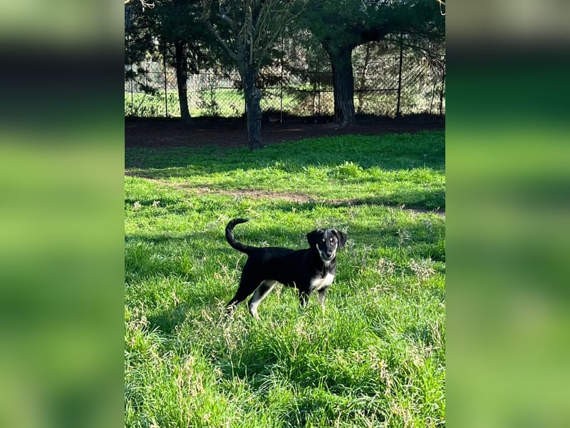 Zuckersüße Poppy sucht liebevolles Zuhause