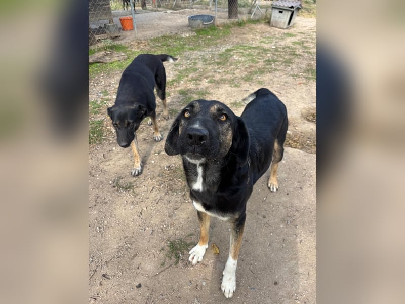 Pepita - Traumhündin sucht ihr Zuhause