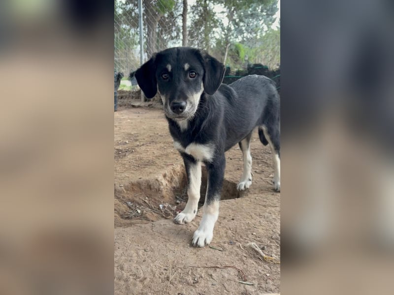 Ruhige Junghündin Poppy sucht liebevolles Zuhause