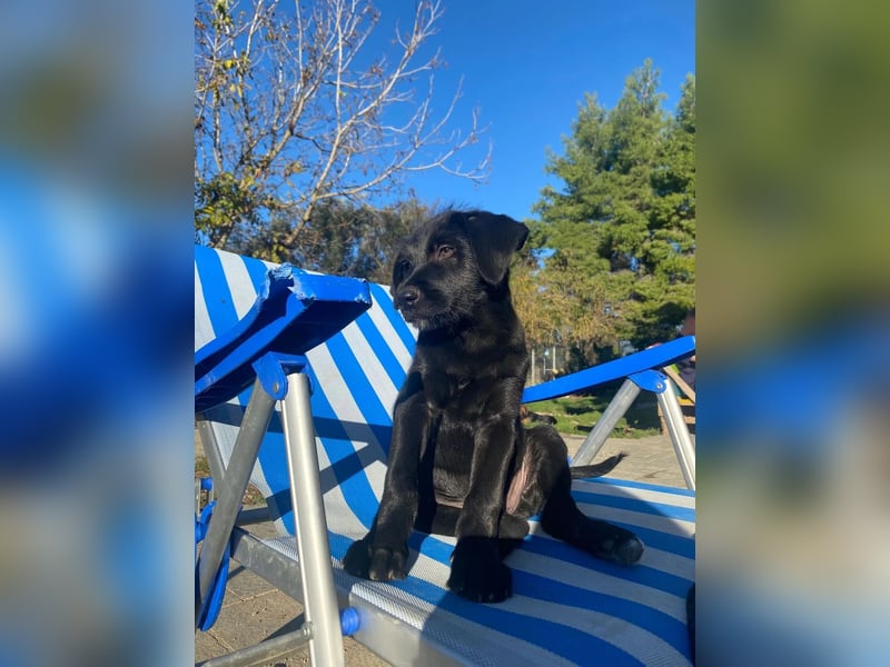 Zuckersüßer Welpe Jiji sucht sein Zuhause