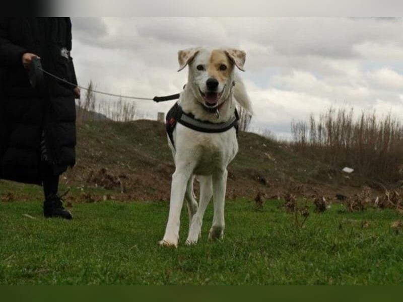 Treuer Gefährte Piratis