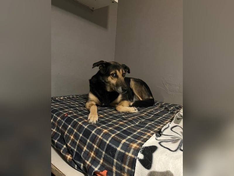 Nala - eine sanfte Hündin, die Schritt für Schritt Vertrauen fasst
