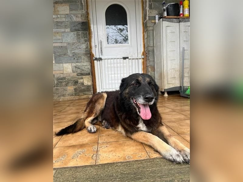 Liebevolle Hunde-Omi Funny