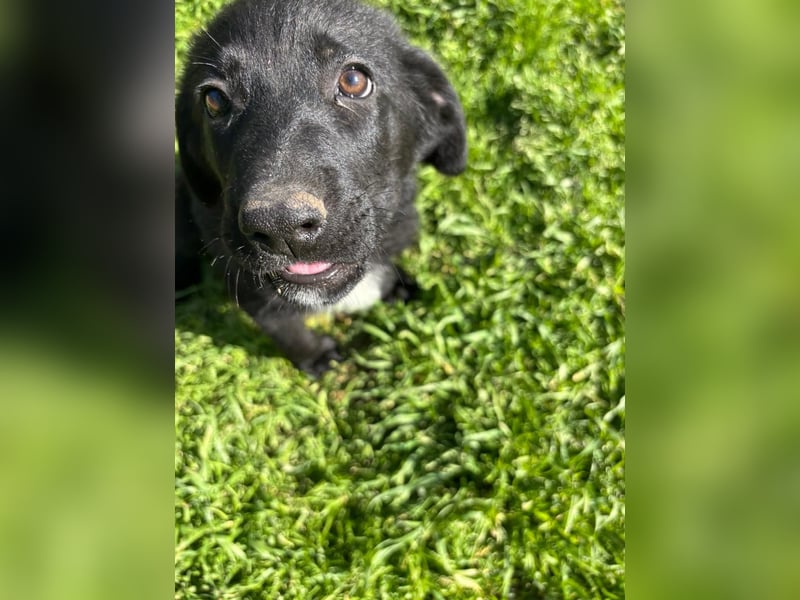 Verspielter Welpenjunge Vino sucht liebevolles Zuhause