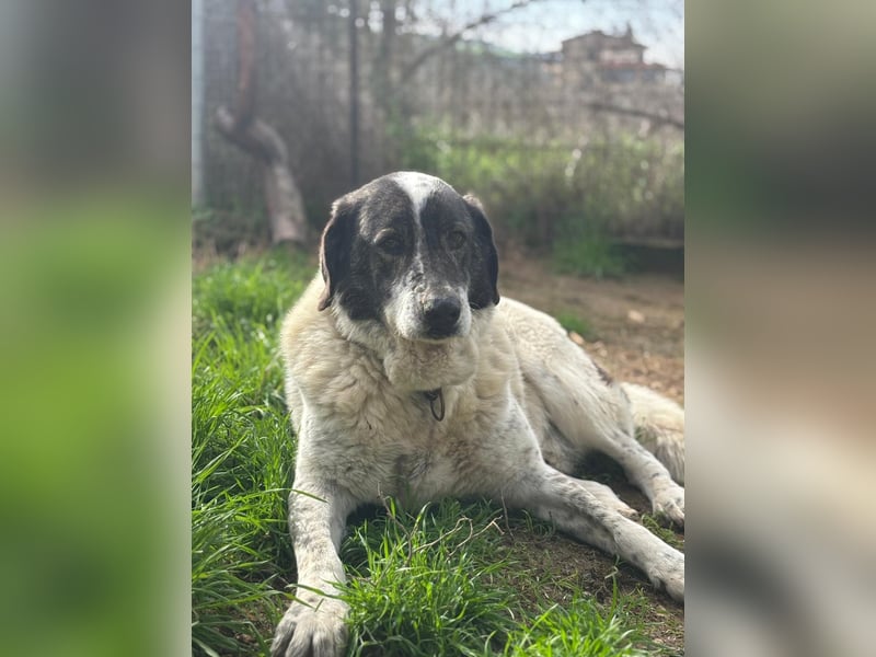 Treuer Hundesenior Tim