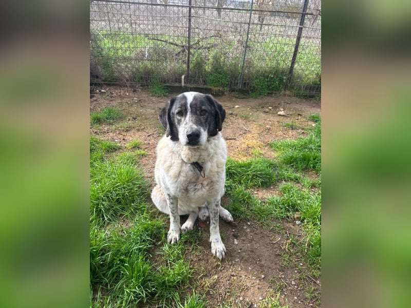 Treuer Hundesenior Tim