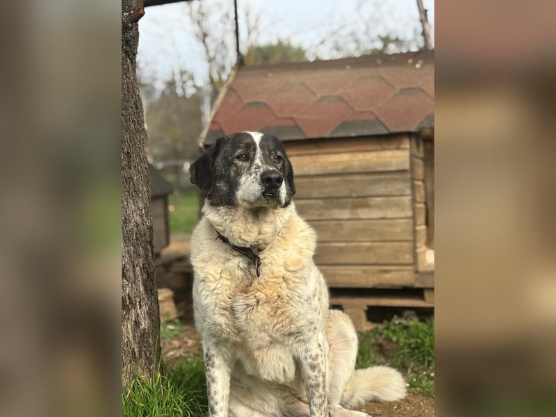 Treuer Hundesenior Tim