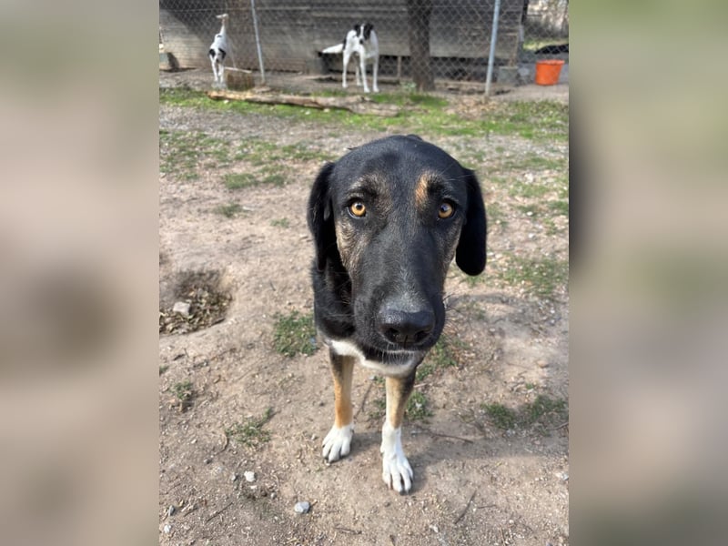 Pepita - Traumhündin sucht ihr Zuhause