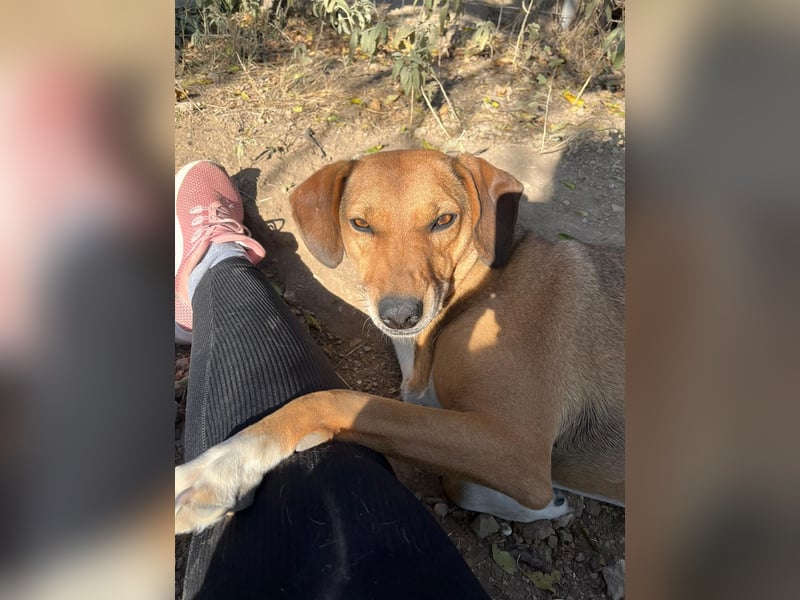Sanfte Hündin Sandy sucht dich!