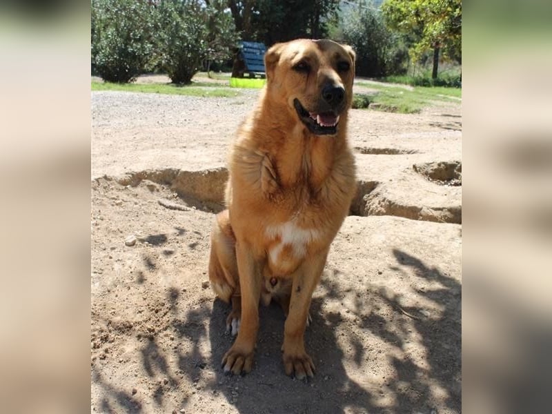 Zeus - tapferer Rüde sucht sein Für-immer-Zuhause