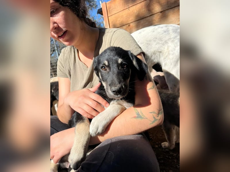 Zuckersüße Poppy sucht liebevolles Zuhause