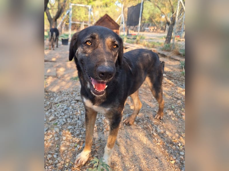 Pepita - Traumhündin sucht ihr Zuhause