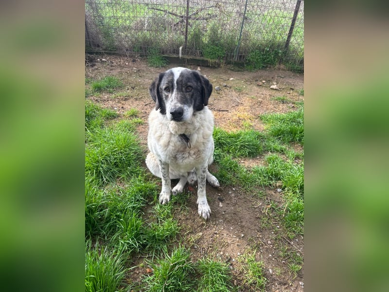 Treuer Hundesenior Tim